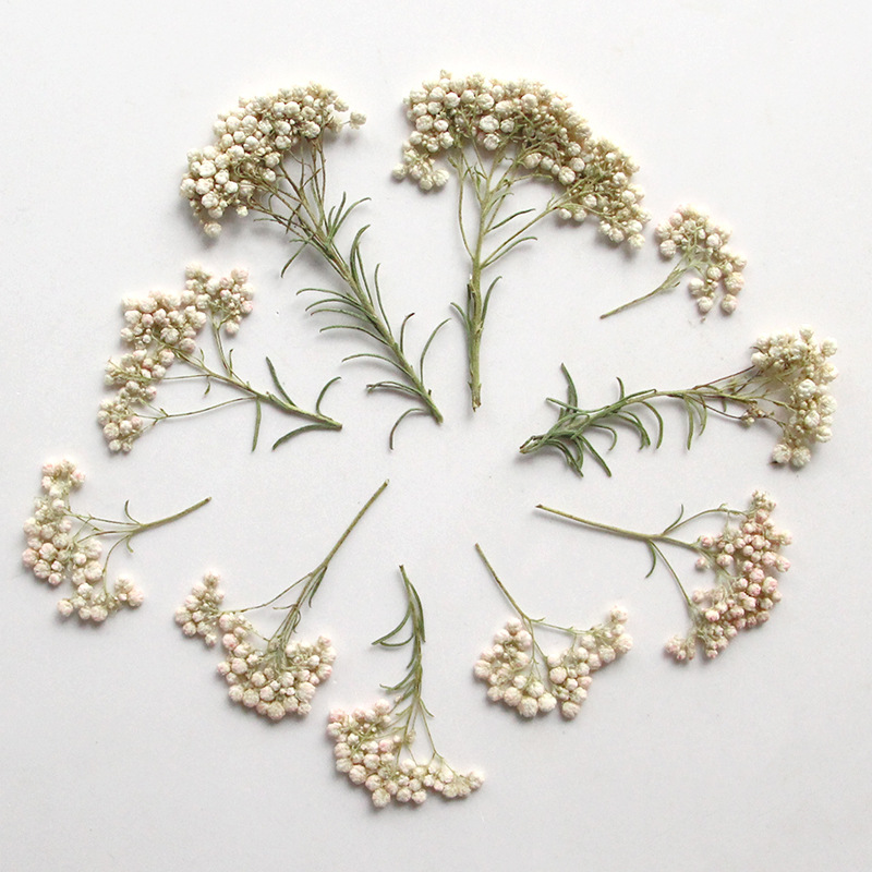 12pcs,Nature Millet flower bra - Dried Flower Bookmark 评论和价格