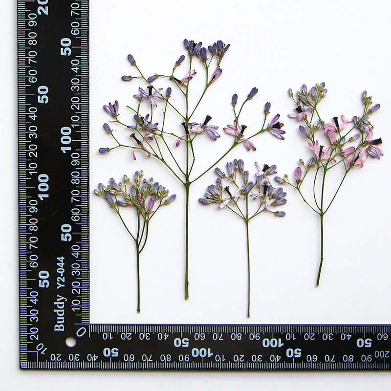 60Pcs Neem Tree Flower Branche - Dried Flower Bookmark 评论和价格