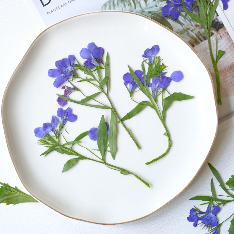 6pcs/8-13cm,nature Lobelia Eri - Dried Flower Bookmark 评论和价格