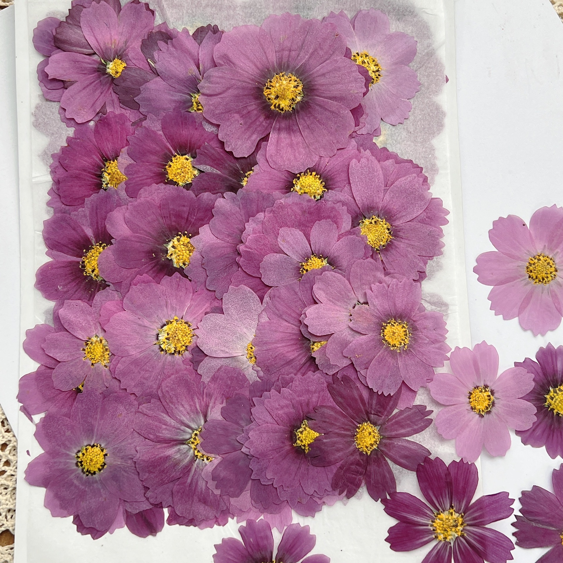 100Pcs Cosmos Dried Flower Pre - Dried Flower Bookmark 评论和价格