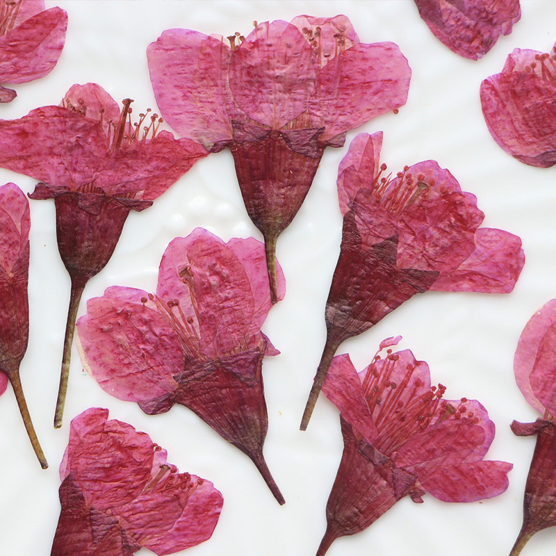 36Pcs Natural Dried Flower Pre - Dried Flower Bookmark 评论和价格