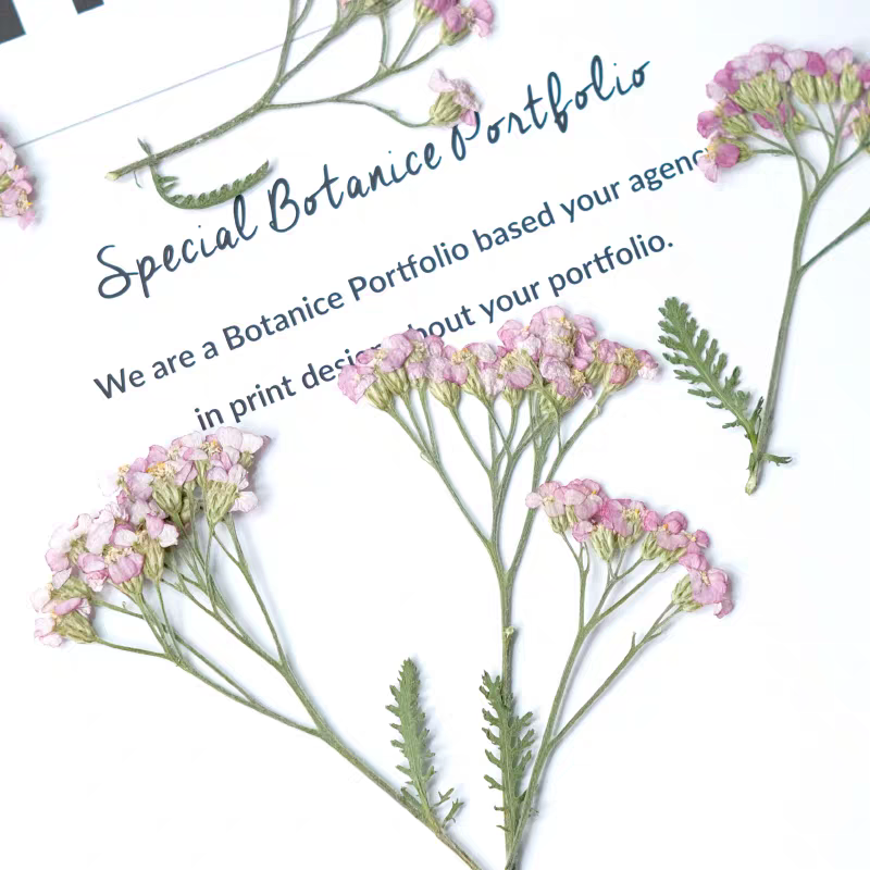 60pcs Pressed Dried Yarrow Ach - Dried Flower Bookmark 评论和价格