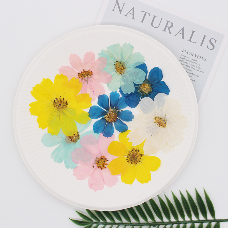36Pcs Large Cosmos Flower Drie - Dried Flower Bookmark 评论和价格