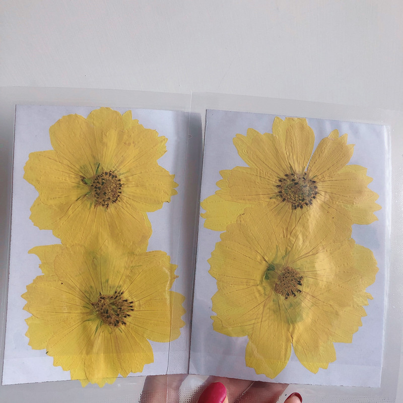 36Pcs Large Cosmos Flower Drie - Dried Flower Bookmark 评论和价格